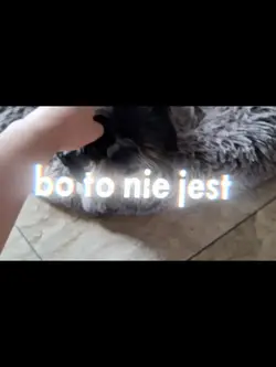 my dog