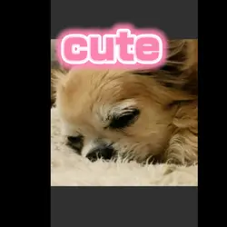 犬