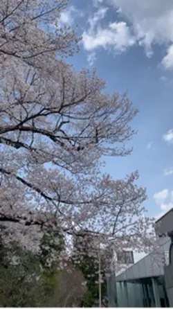 Time after time~花舞街で