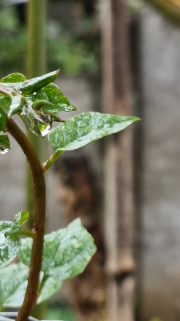 Rain fall