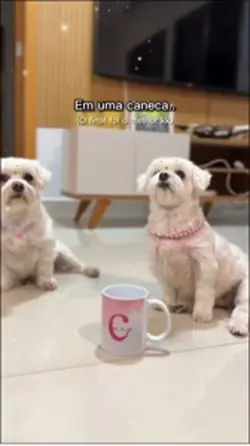 Cachorro