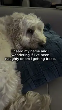 Dog template