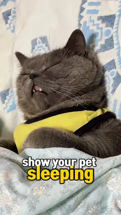 Your Pet Sleeping