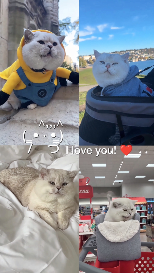 Kucing Lucu