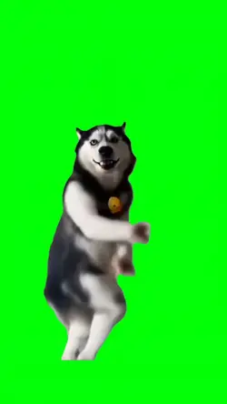 HUSKY DANCING