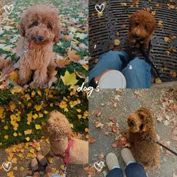 pet autumn estética