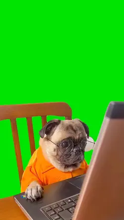 Pug cachorro tela
