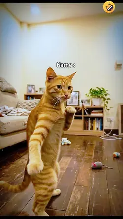 Cat Kungfu