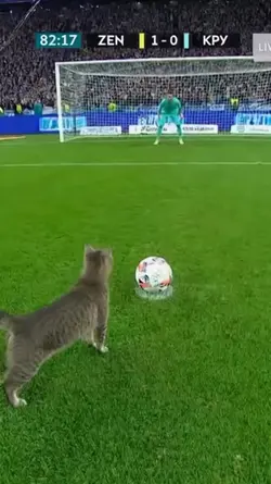 Football Cat