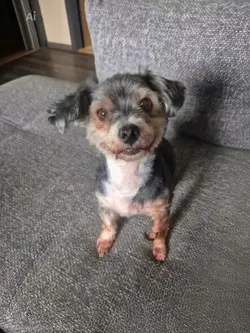 Hund erzählt Witz