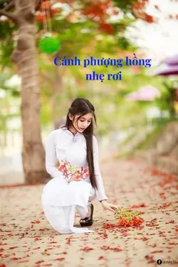 Những cánh phượng