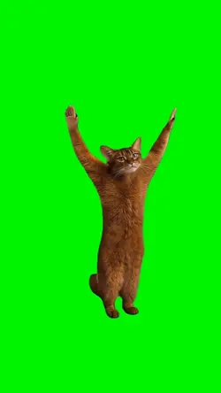 DANCE CAT