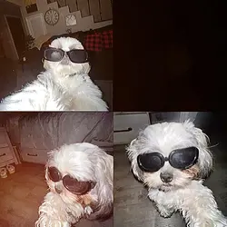 3 Pic aesthetic dogs