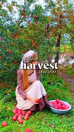 Apple Harvest