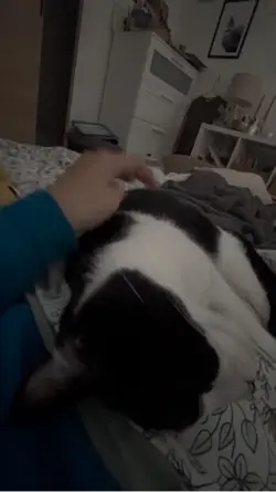 Chat