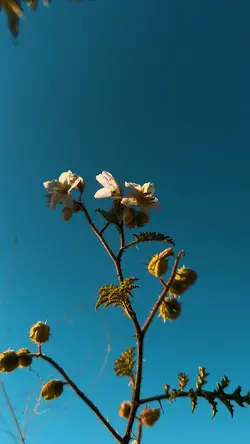 Roça