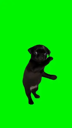 NUGGET DANCING