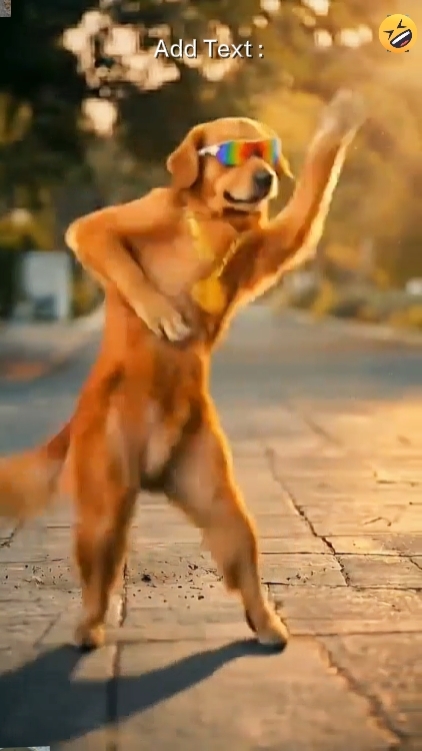 Drôle de chien, 