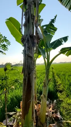layangan 1 video 
