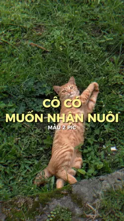 Cô Có Muốn Nhận Nuôi