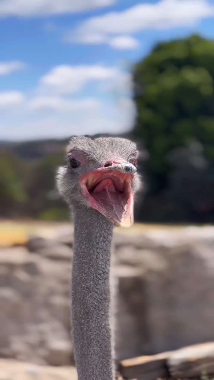 zoo