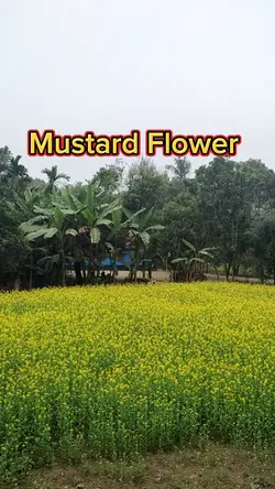 Mustard Flower