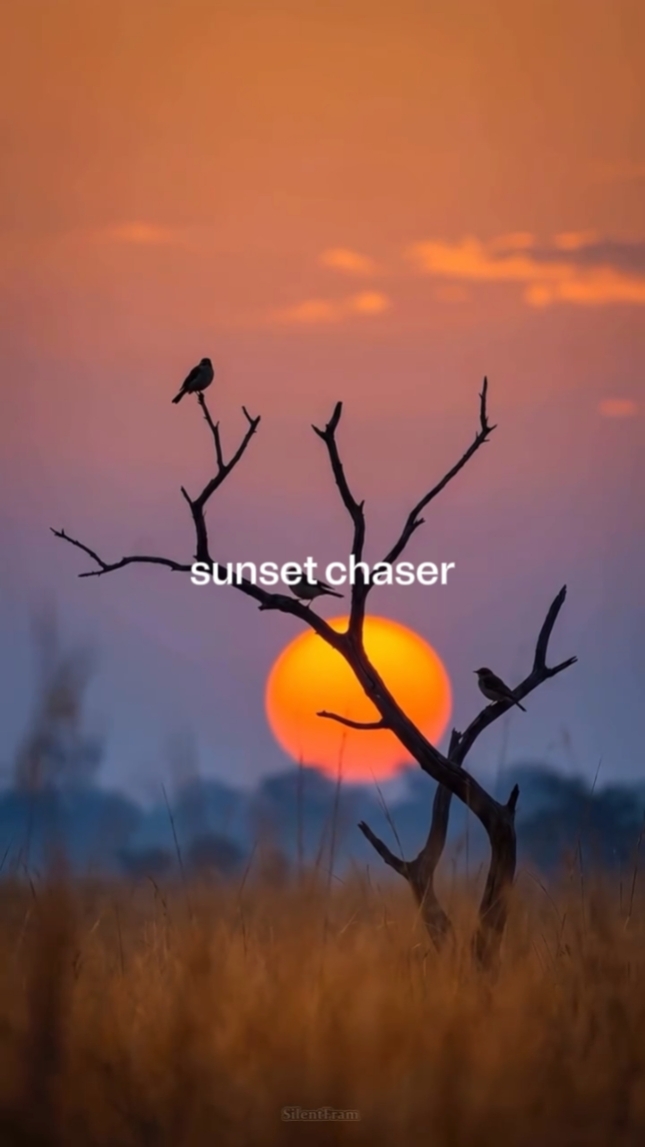 sunset chaser