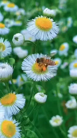 2 video