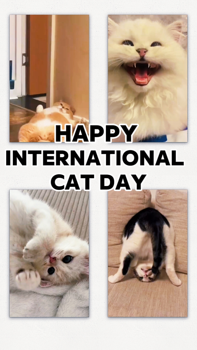Nationaler Katzentag