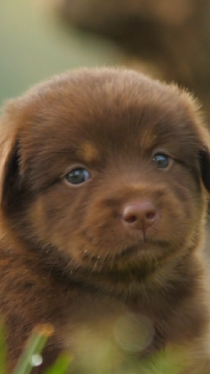 Video Cinemático De Mascotas