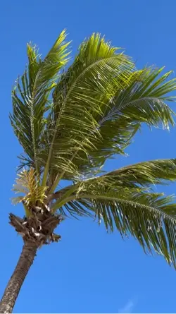 VLOG CAPTAÇÃO PRAIA