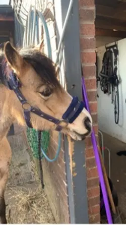 Leo..