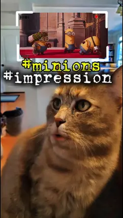 Pet Funny Impression