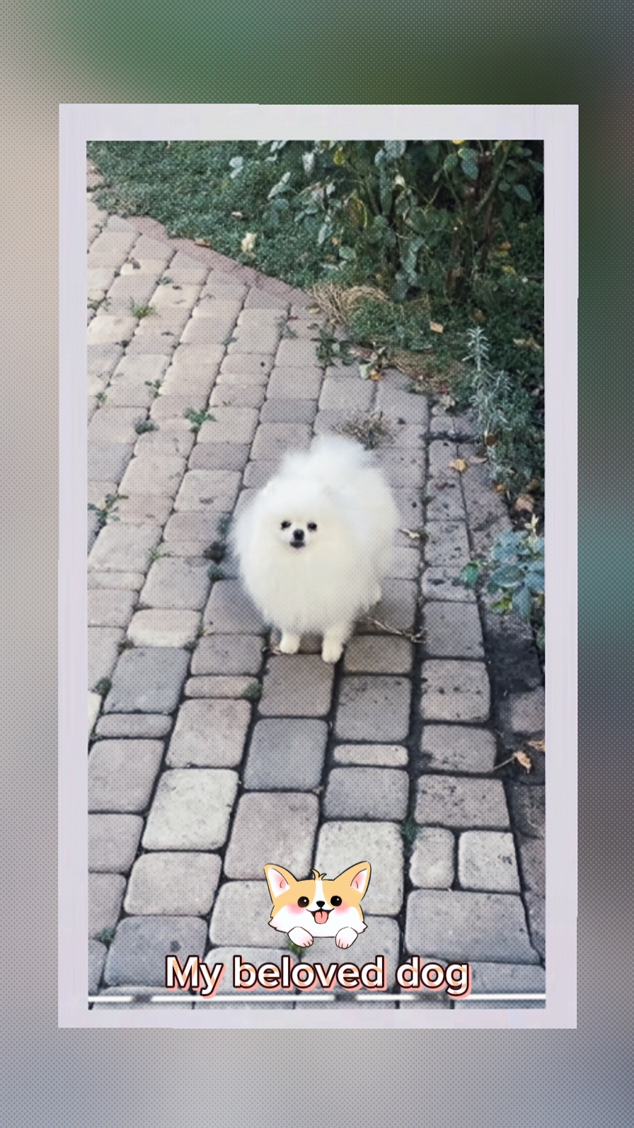 Mi amado perro