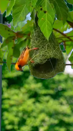 Cute little bird