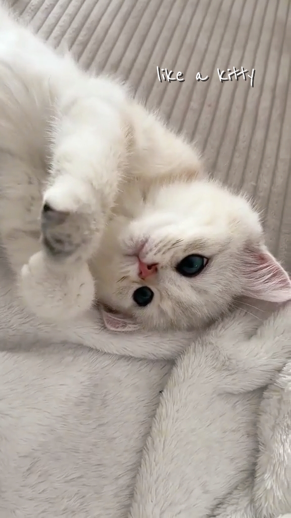 Como Um Gatinho