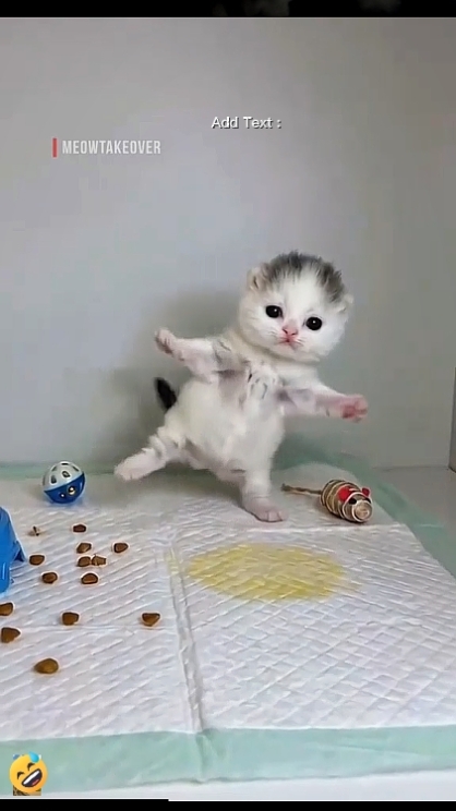 sevimli kedi