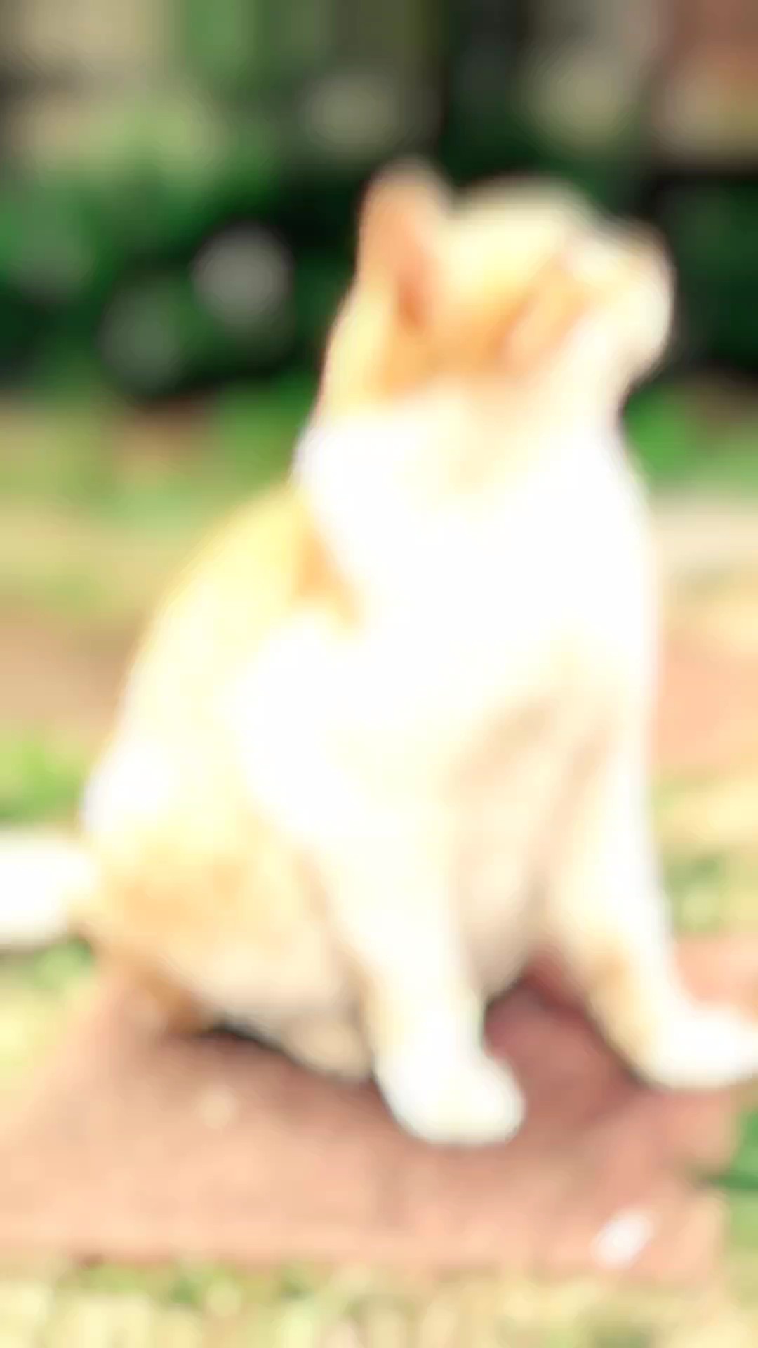 かっこよく推しを紹介