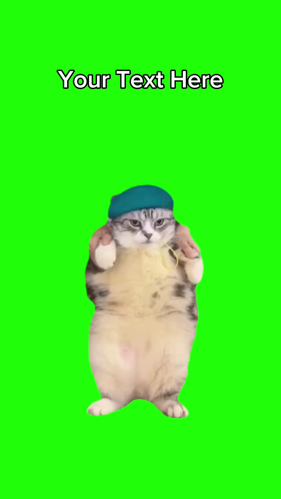 GATO DANÇANDO