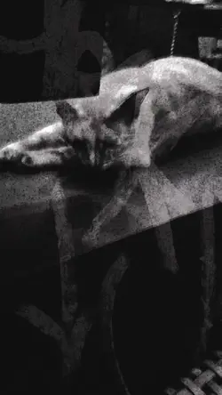 ดินเนอไข่เจียว