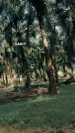 SAKIT APE