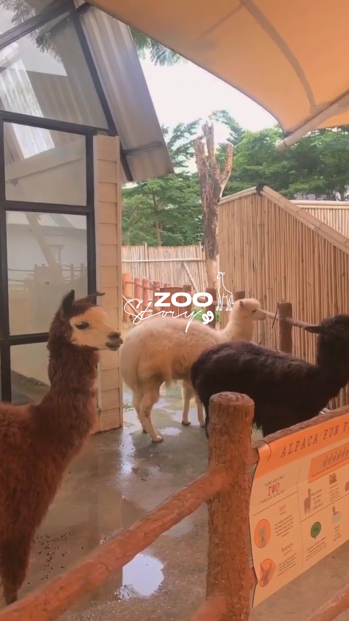 ZOO story