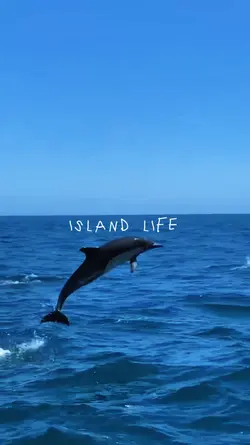 Island Life