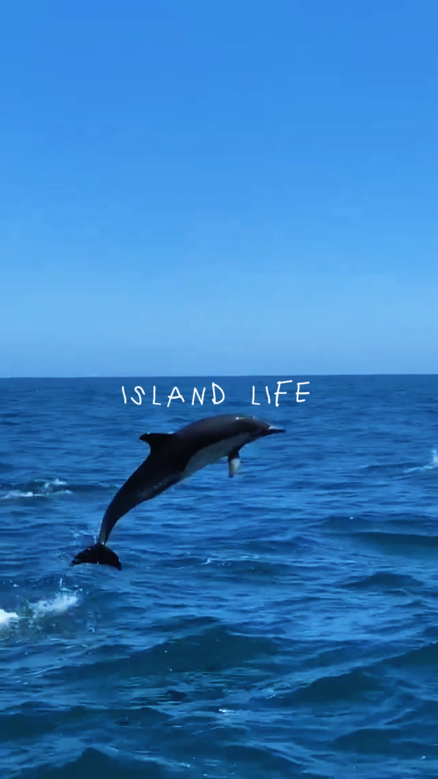 Vida en la isla