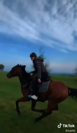 Bay horse gallopin