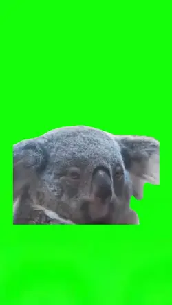 Koala Staring