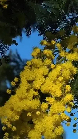 Mimosa 