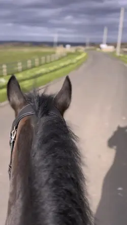 Calm Horse Édit