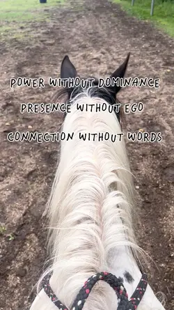 Horse ❤️