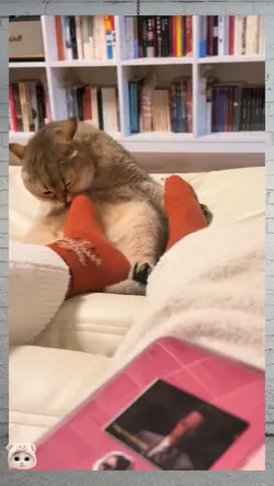 stinky cat reaction